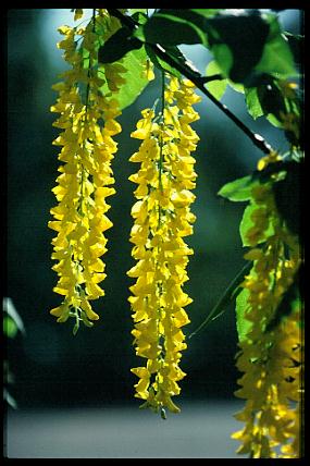 Laburnum