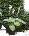 Hosta_48.jpg (155019 bytes)