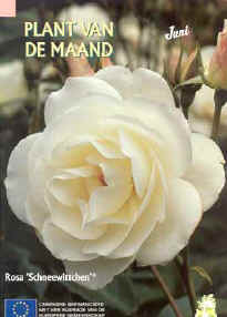 Plant van de maand Juni