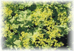 Alchemilla mollis