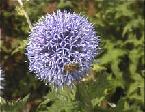 Echinops