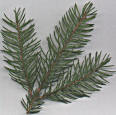 Picea abies