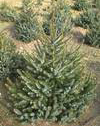 Picea omorika. Servische spar.