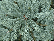 Picea pungens. Blauwspar.