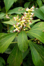 Pachysandra