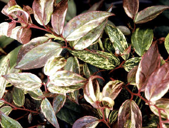 Leucothoe