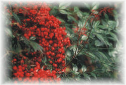 Nandina domestica