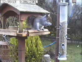 Garden Bird Table Camera