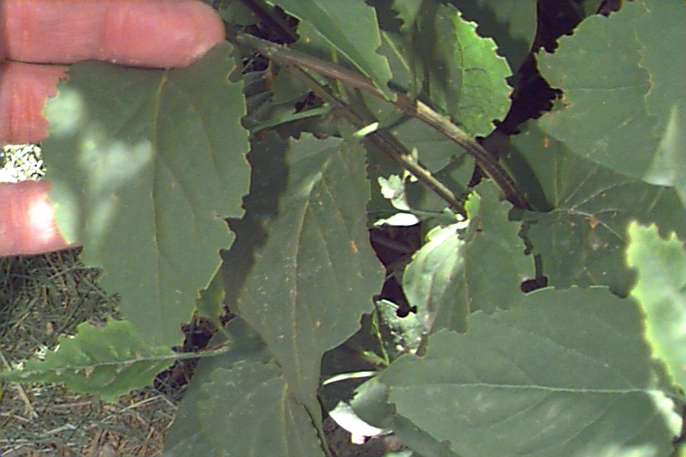 Notched edges on Lilac leaves Black Vine Weevil Otiorhynchus sulcatus